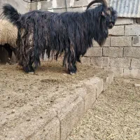 شادوبرتخم دارجلوروبشرط