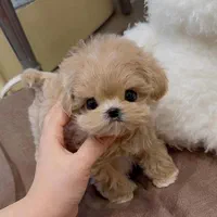 واگذاری 3900 توله سگی