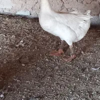 قاز  باط