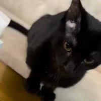 واگذاری گربه 9 ماهه رایگان