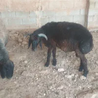 بره نر و کهره نر و بز جوان داشتی و کشتی