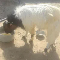 پاچن