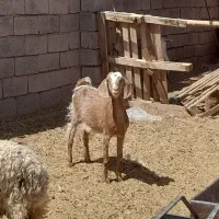 فروش یک کره ماده چاق
