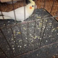 جوجه عروس هلندی  اماده سخنگو کردن