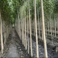 کاشت درخت ونهال