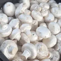 قارچ دکمه ای،لوکس،درجه ۱،قیمت مناسب