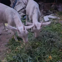دو عدد بز غاله سانن نر ماده