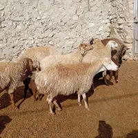 میش|حیوانات مزرعه|اسفراین, |دیوار