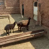 میش و بره