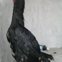 جوجه لاری