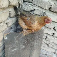 مرغ چابهاری