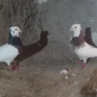 طوقی نرو ماده جفت