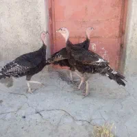 بوقلمون برنز