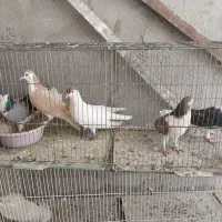 کفتر گرفتنی