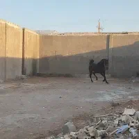اسب|اسب و تجهیزات اسبسواری|اهواز, کوی علوی|دیوار