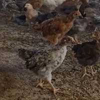 جوجه ۲ماهه