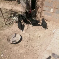 تعدای مرغ و خروس