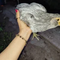 دوتا مرغ گلین ریشو چهل تاج بلو