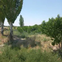 یونجه پای درخت