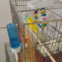 عروس هلندی و مرغ عشق