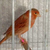ماده سوخته دارچینی بافت