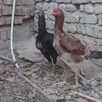 3 عدد مرغ لاری
