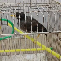 مرغ مینا دستی ۳ماهه