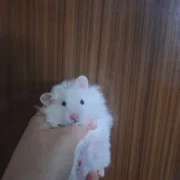 همستردرهمه نژاد سوری کمپل وینتروایت