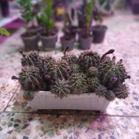 کاکتوس های مستطیلی غنچه دار