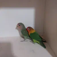 جفت کوتوله