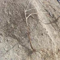 نهال انگور دوساله قرمز و سفید