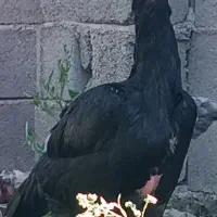 تخم لاری نطفه دار