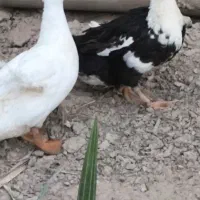 اردک