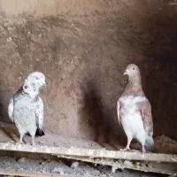 کفتر ناب
