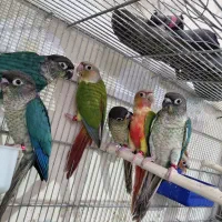 گرینچیک تراکوئیس و دبل رد