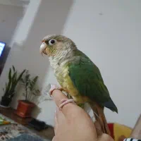 گرینچیک