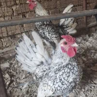 خروس زینتی سبرایت چهل تاج اصل