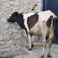 گاو