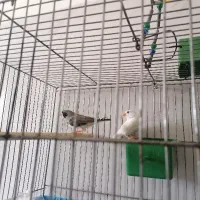 فنچ با قفس