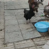 خروس لاری