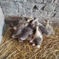 جوجه غاز|حیوانات مزرعه|گنبد کاووس, |دیوار
