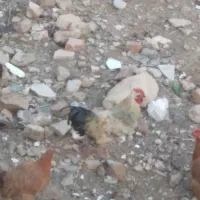 خروس محلی|حیوانات مزرعه|اسفراین, |دیوار