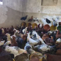 خروس خرج خورده رسمی