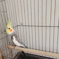 سه تا عروس هلندی بزرگ با یه بچه و ۴ تا تخم مرغ