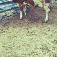 گاو با گوساله نر