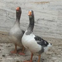 فروش غاز