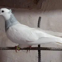 کبوتر  طوقی ابی و قرمز