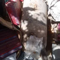 cng