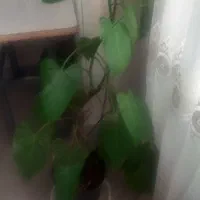 گل گیاه