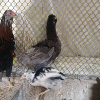 یک خروس و دو مرغ